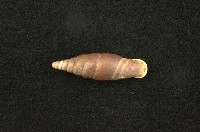 藏品(臺灣仿煙管蝸牛)的圖片